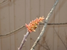 45-ocotillo-bijna-in-bloei-1024x768