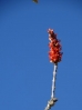 46-ocotillo-in-bloei-768x1024