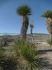 48-thompsons-yucca-768x1024