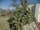 50-tree-cholla-1024x768