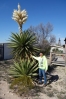 51-giant-dagger-yucca-683x1024