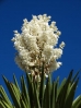 52-giant-dagger-yucca-bloem-768x1024