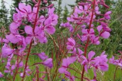 Bloemen, bomen en planten