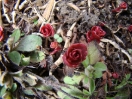 02-red-rose-succulent