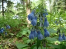 05-tall-lungwort-bluebells
