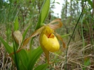 07-virgin-shoe-orchid