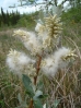 08-white-brush-familie-van-beargrass