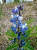 10-silky-lupine