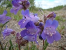 12-wild-iris