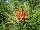 14-subalpine-fir