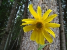 15-narrow-leaved-arnica