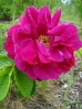 18-prickly-rose