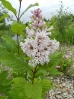 19-white-bog-orchid