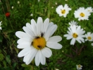 20-tufted-fleabane