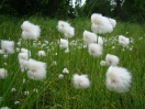 22-cotton-grass