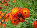 23-orange-hawkweed