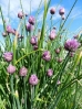 26-wild-chives