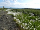 34-cottongrass