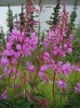 35-fireweed