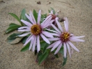 36-siberian-aster