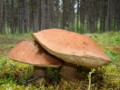 40-paddestoelen-lokale-naam-onbekend