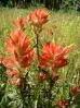 41-scarlet-paintbrush