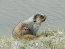 08-hoary-marmot-bij-medicine-lake