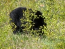14-black-bear-langs-icefield-parkway