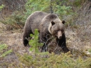 15-de-grizzly-op-de-terugweg