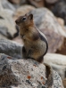 20-golden-mantled-ground-squirrel