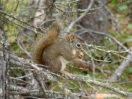 28-aberts-squirrel