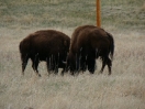 06-grazende-bizons