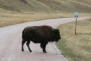 13-bizons-kunnen-30-mile-halen