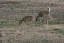 17-de-eerste-white-tailed-deer
