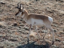 19-een-pronghorn