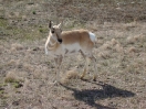 20-nieuwsgierige-white-tailed-deer