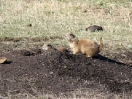 21-ook-hier-weer-prairie-dogs