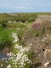 34-altijd-bloemen-langs-de-berm