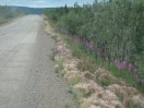 36-cottongrass-en-fireweed