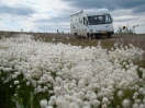 38-opnieuw-cottongrass