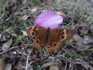 03-een-gehandicapte-vlinder