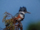 05-kingfisher-overwinteraar-in-florida