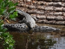 16-american-crocodilles-in-the-everglades