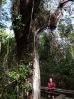 19-de-oudste-mahonie-boom-ter-wereld