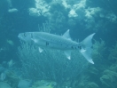 22-een-flinke-barracuda