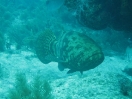 24-de-goliath-grouper-potato-grouper