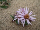 04-siberian-aster_0