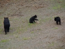 13-moeder-beer-met-twee-cubs