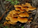 15-paddestoelen