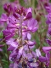 11-silky-lupine-moose-creek